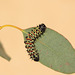 Gonimbrasia krucki caterpillar, third instar