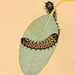 Gonimbrasia krucki caterpillars, third instar