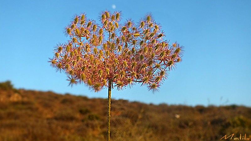 DSCF2575