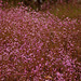 20071212-0112 Rotala floribunda Koehne