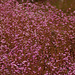 20071212-0113 Rotala floribunda Koehne
