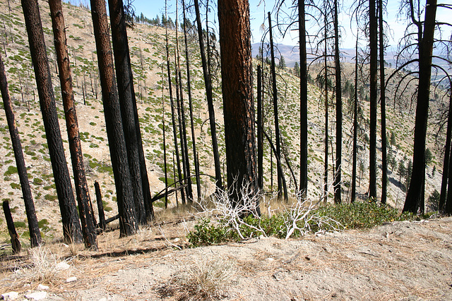 Fire aftermath