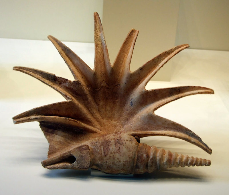 Offering Vessel in the Shape of a Seashell in the Getty Villa, July 2008