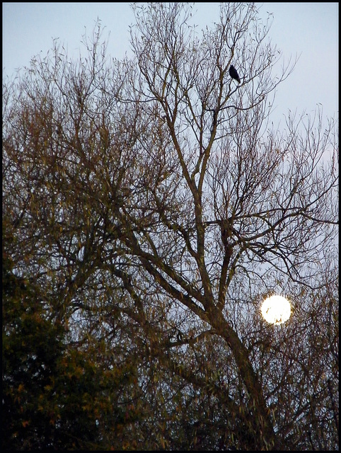 October morning moon