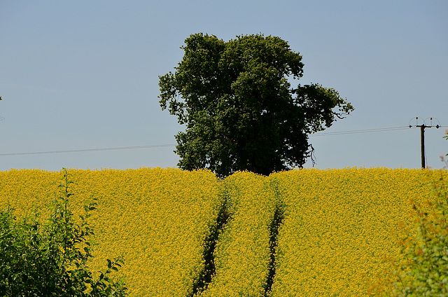 Staffordshire fields