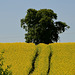 Staffordshire fields