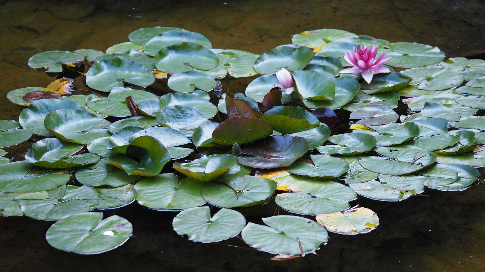 Water Lilies at Butchart Gardens