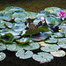 Water Lilies at Butchart Gardens