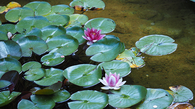 Water Lilies - Butchart Gardens 11