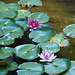 Water Lilies - Butchart Gardens 11