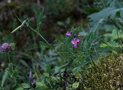 Lathyrus linifolius sbsp montanus (2)