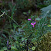 Lathyrus linifolius sbsp montanus (2)