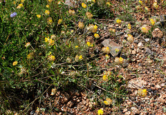 Anthyllis vulneraria- Vulnéraire commune