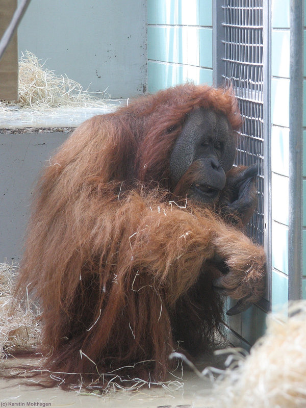 Orang-Utan Moritz (Wilhelma)