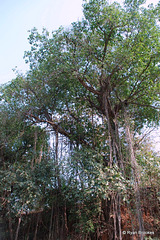 20090215-0341 Ficus benghalensis L.