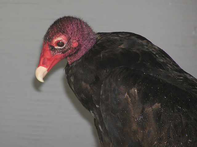 Turkey Vulture