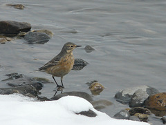 American Pipit