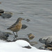 American Pipit