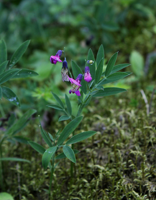 Lathyrus linifolius sbsp montanus