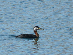 Red-necked Grebe