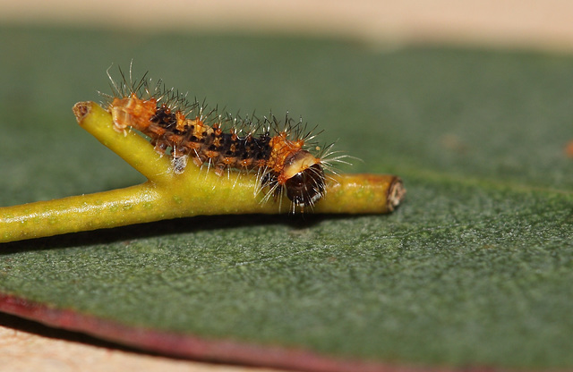 Chinese moon moth (Actias sinensis) caterpillar, first instar