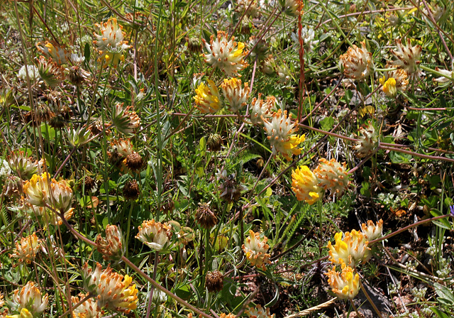 Anthyllis vulneraria- Vulnéraire commune-001