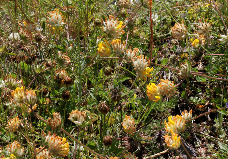 Anthyllis vulneraria- Vulnéraire commune-001