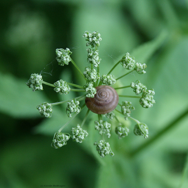 Schnecke