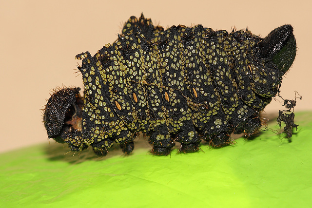 Gonimbrasia krucki larval skin