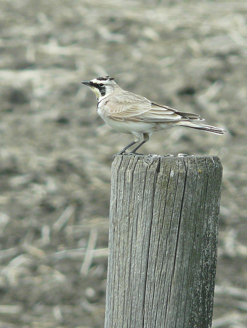 Horned Lark