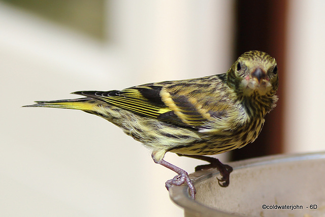 Siskin