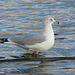 Ring-billed Gull