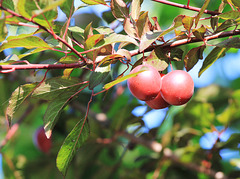 Rot und grün