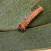 Chinese moon moth (Actias sinensis) caterpillar, second instar