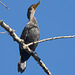 Double-crested Cormorant