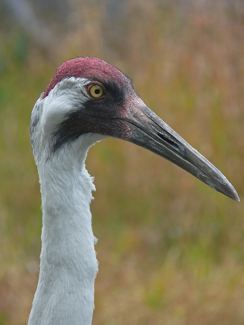 Very rare Whooping Crane