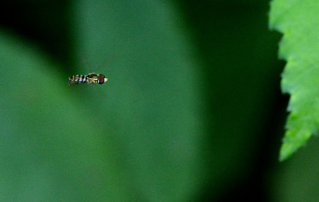 Hoveringfly