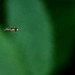 Hoveringfly