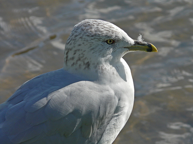 Ring-billed Gull