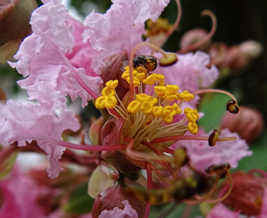 Bee in the Crape Myrtle