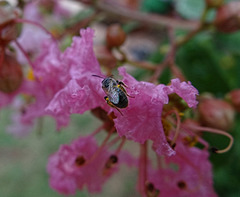 Bee in the Crape Myrtle