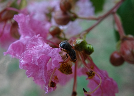 Bee in the Crape Myrtle