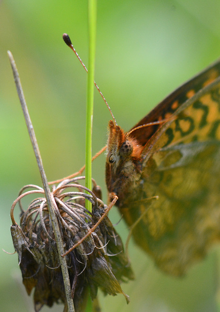 Leopardoptera