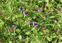 Prunella vulgaris- Brunelle commune - Prunelle