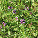 Prunella vulgaris- Brunelle commune - Prunelle