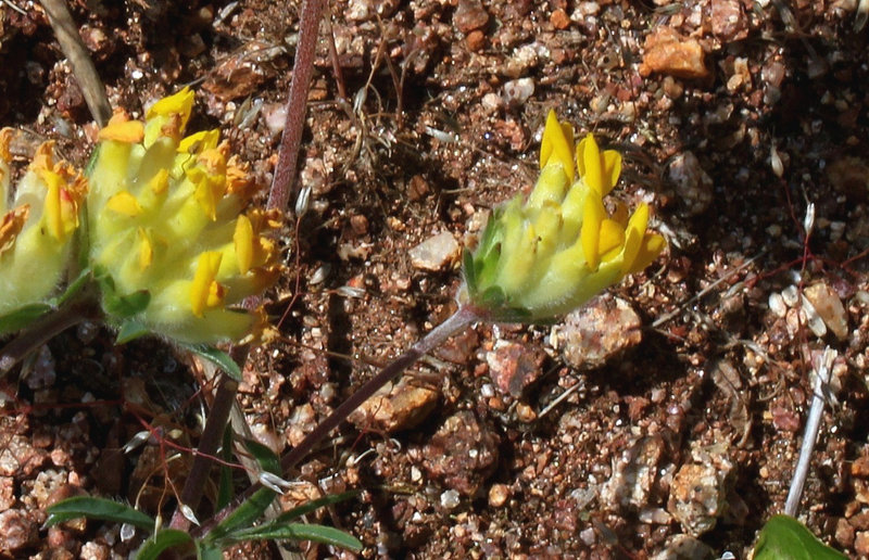 Anthyllis vulneraria- Vulnéraire commune-003