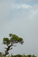 Elevation