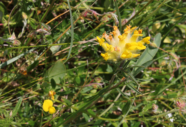 Anthyllis vulneraria- Vulnéraire commune-004