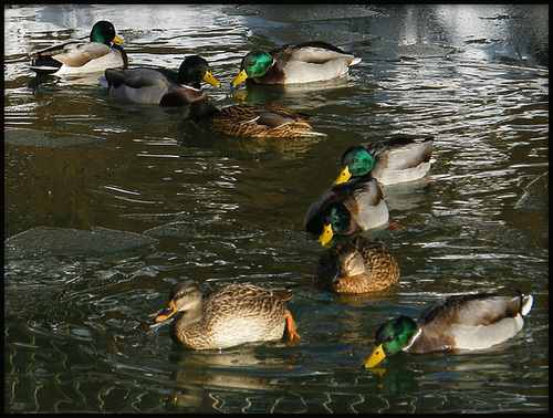 cold weather for ducks