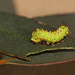 Chinese moon moth (Actias sinensis) caterpillar, third instar